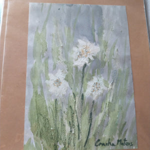 Edelweiss 1