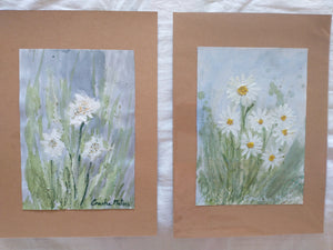 Edelweiss 1