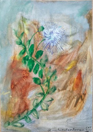 FLOR DE ALCAPARRA 1, 2